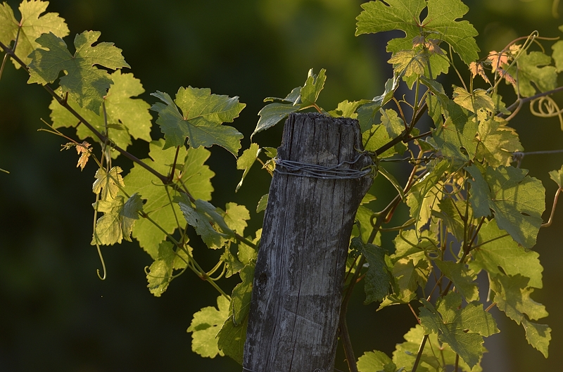 Photo de grappes de vignes