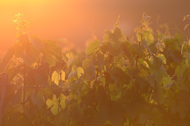 Photo de grappes de vignes