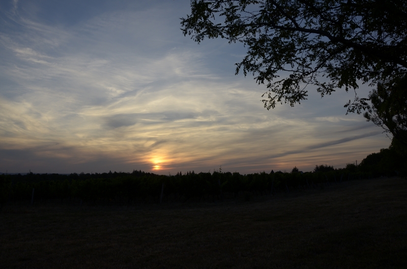 Photo de grappes de vignes