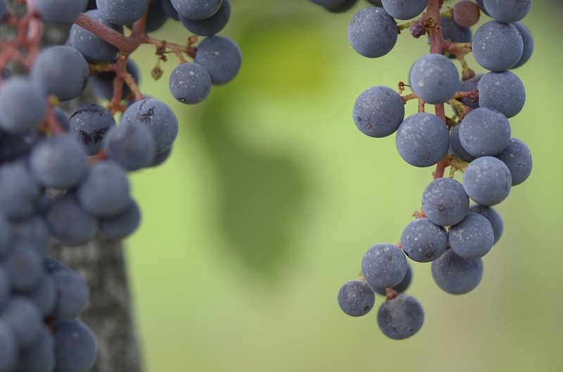 Photo de grappes de vignes